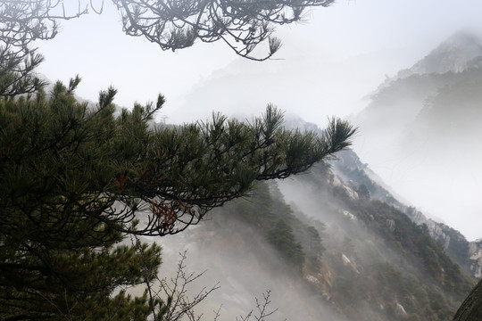 庐山 迎客松