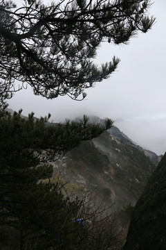 庐山 迎客松