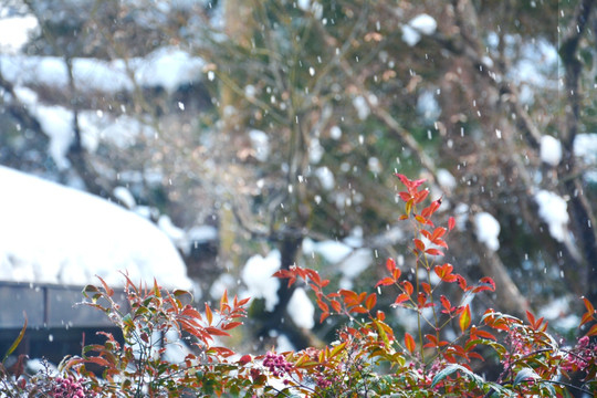 雪天花卉