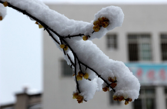 雪压蜡梅