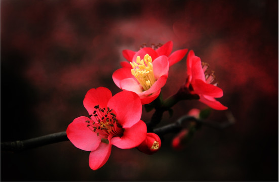 红梅