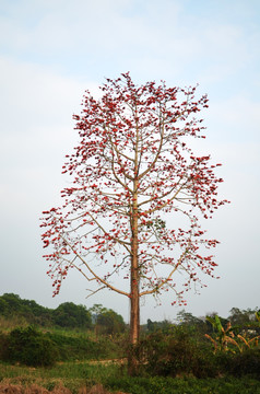 红木树