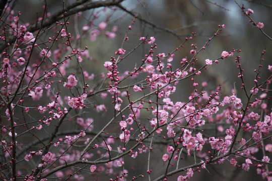 梅花 花 花卉