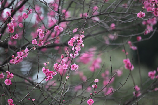 梅花 花