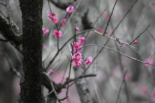 梅花 花 花卉