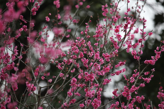 梅花