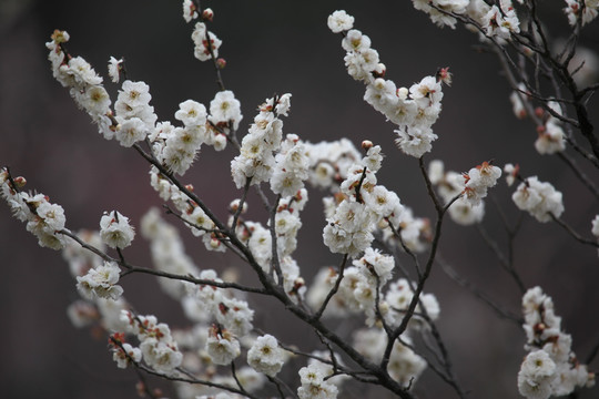 梅花 花 花卉