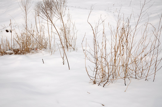 雪中田野里的荒草