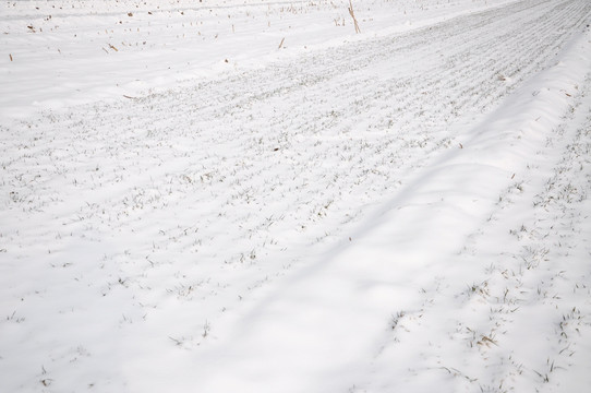 雪中麦田