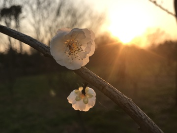 夕阳下的梅花 白梅 