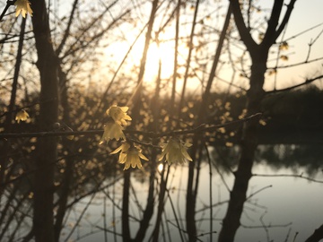 夕阳下的梅花 