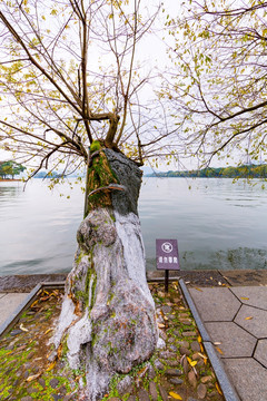 西湖畔古树