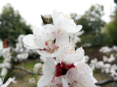 白色花  花瓣