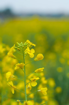 油菜花