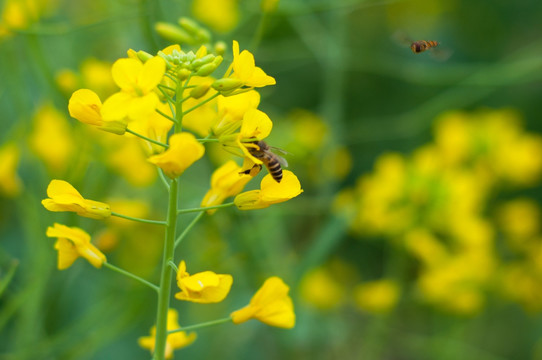 油菜花