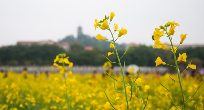 油菜花