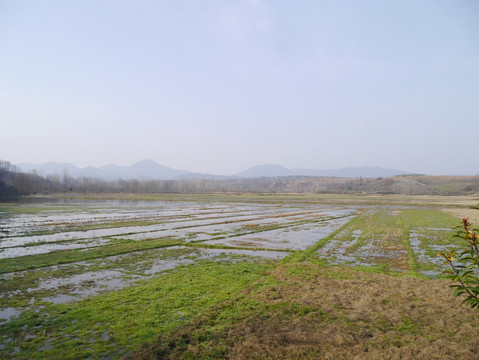湿地