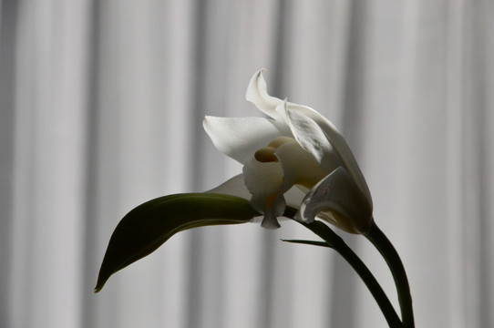 兰花