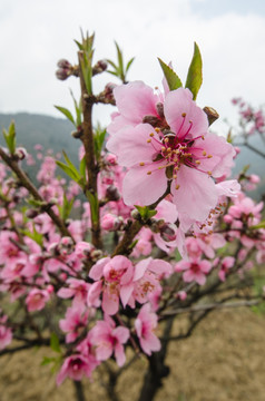 桃花（广角微距）