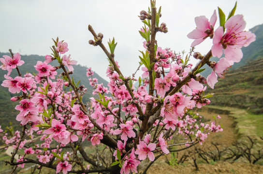 桃花（广角微距）