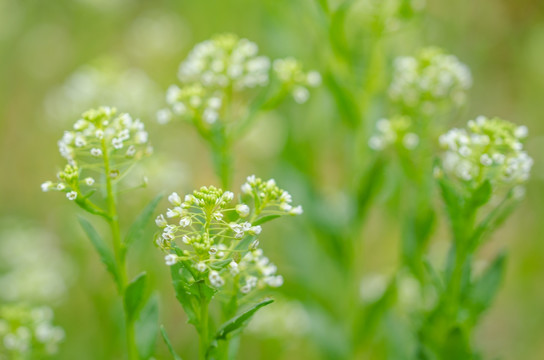 荠菜花