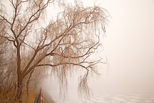 大雾弥漫  树木