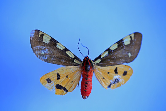 斑灯蛾标本