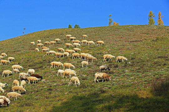 山坡牧场羊群