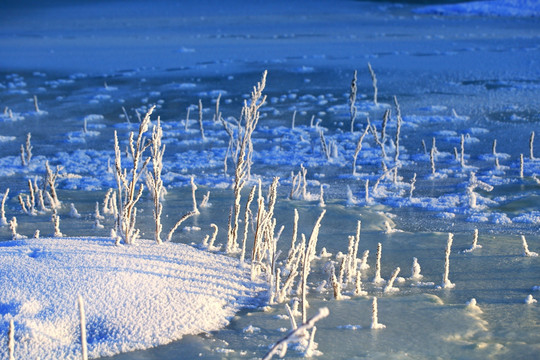 冬季冰河草叶霜花