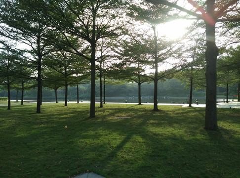 阳光下的树林草坪jpg