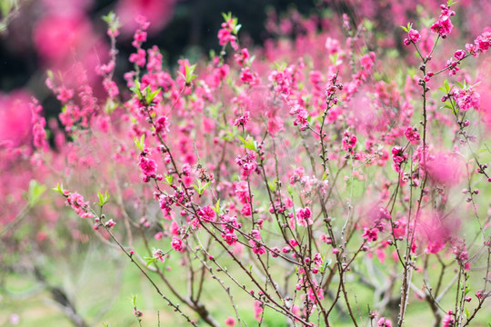 桃花