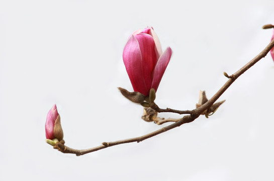 玉兰花