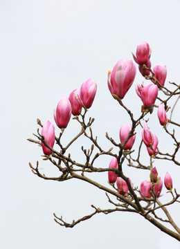 玉兰花