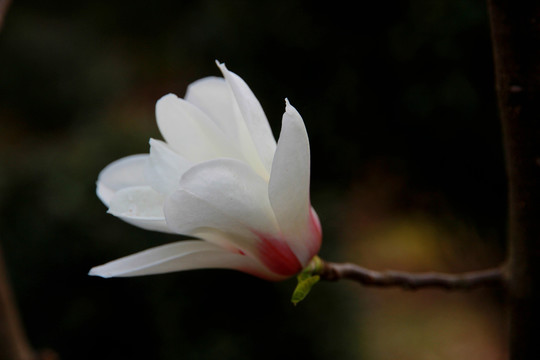 玉兰花