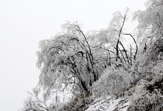 雪枝