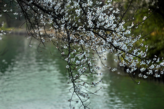 西溪湿地公园初春热烈盛开的梅花