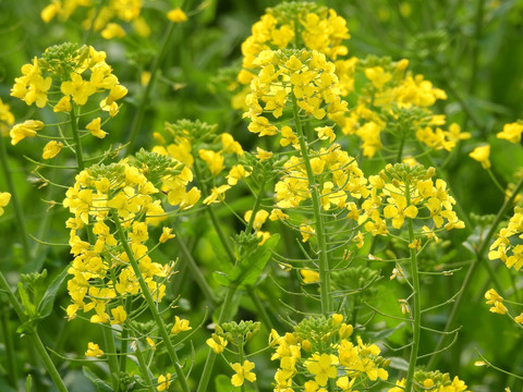 油菜花