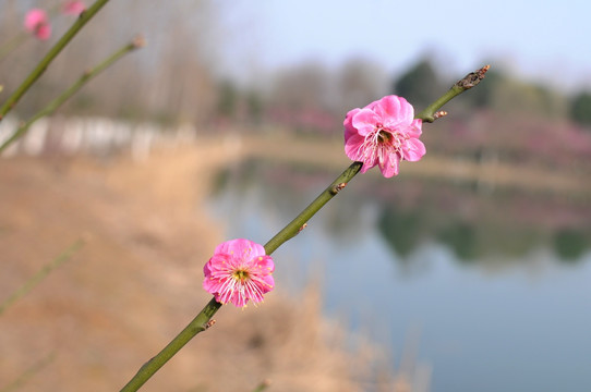 梅花 开春