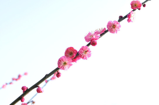 梅花 鲜花