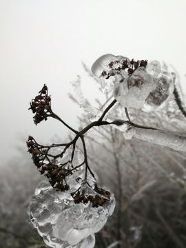 遭受冻害的植物 冰棱