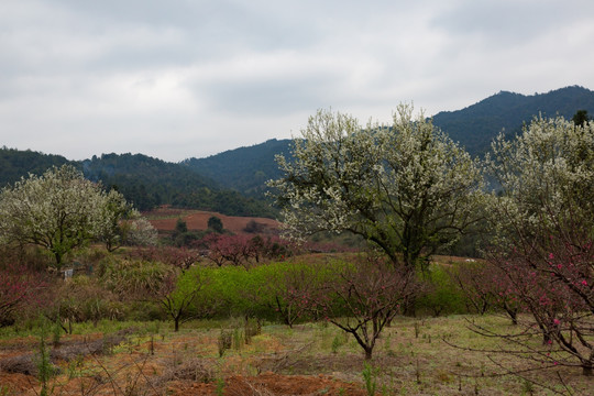 挑花 桃园 田园 背景 桃花开