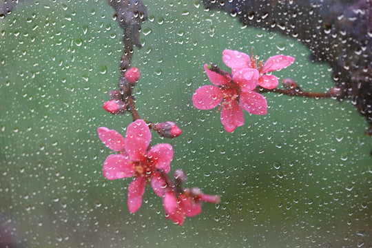 桃花 花卉 花朵 春天 画意