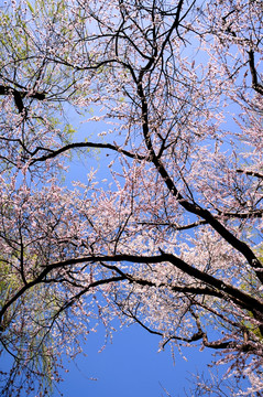 一树花开满色春