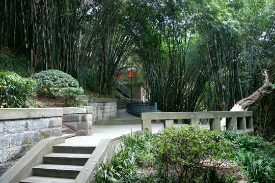 竹林 茶园 步道