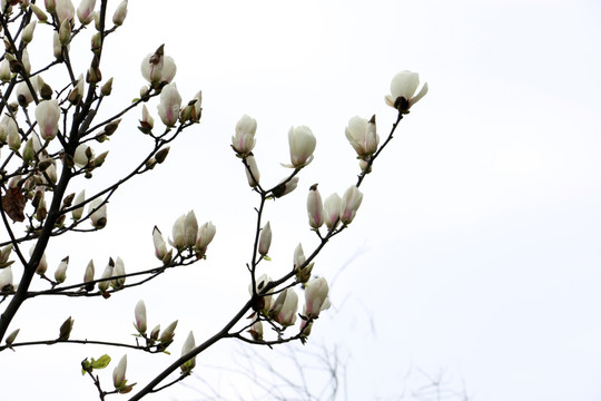 白玉兰花