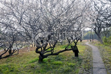 梅花林与小道