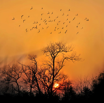 夕阳下的古树和飞鸟