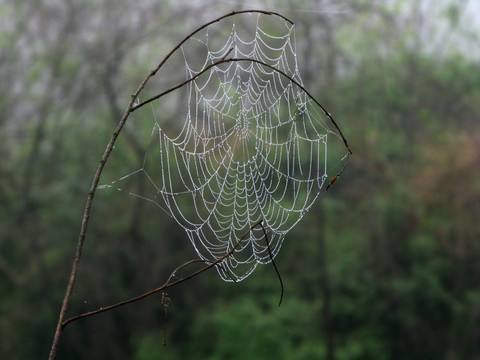 树枝上晶莹剔透的蜘蛛网