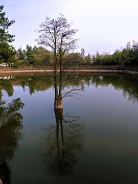 兰溪诸葛卧龙湖度假村 湖面树木