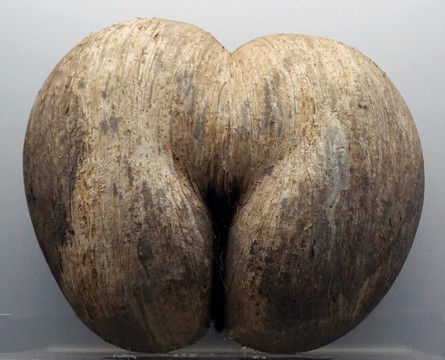 世界最大植物种子 双椰子